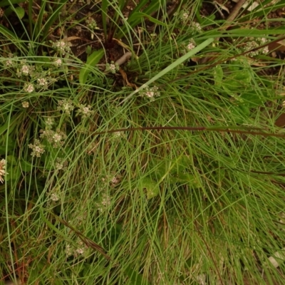 Poranthera oreophila
