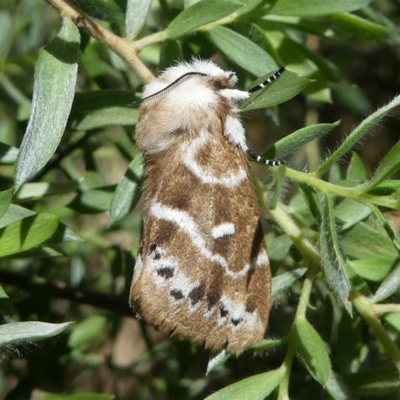 Porela subfasciata