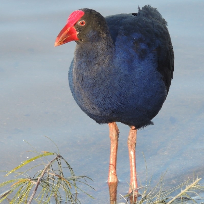 Porphyrio melanotus