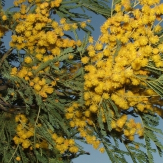 Acacia leucoclada