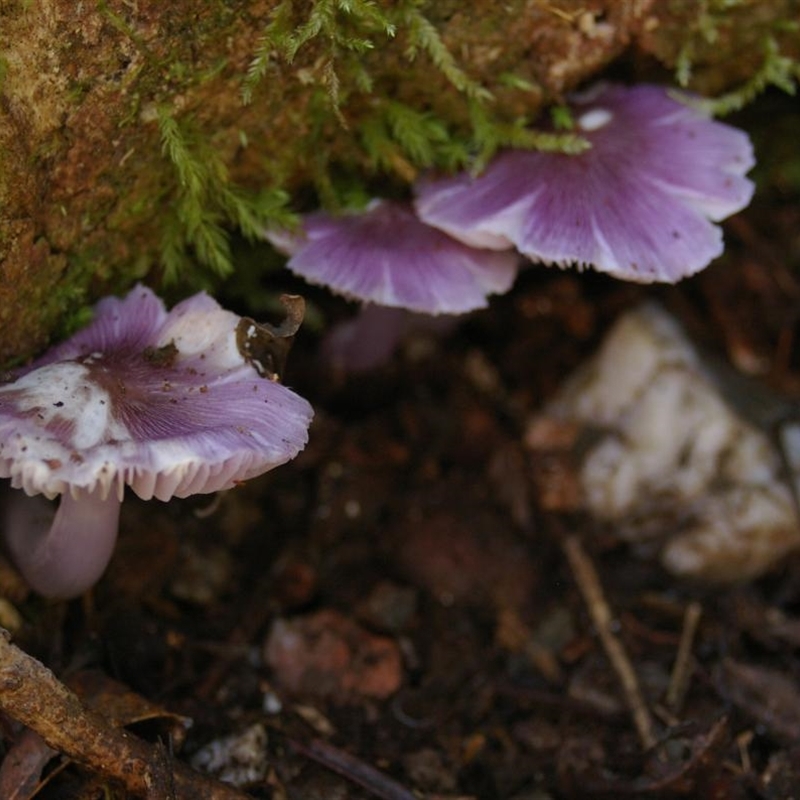 Porpolomopsis lewelliniae