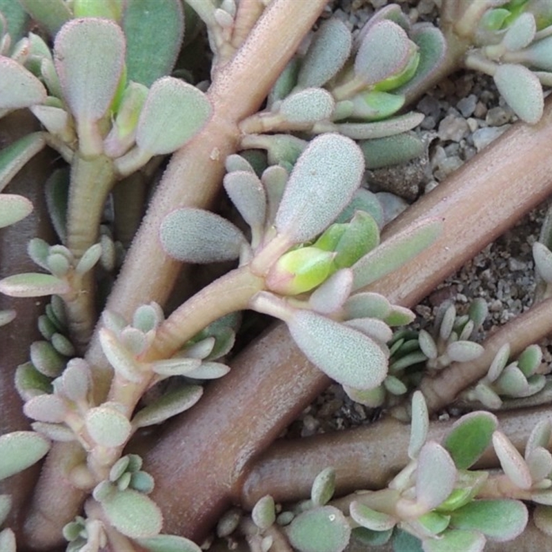 Portulaca oleracea