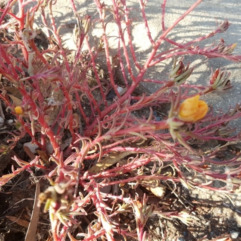 Portulaca sp. (garden cultivar)