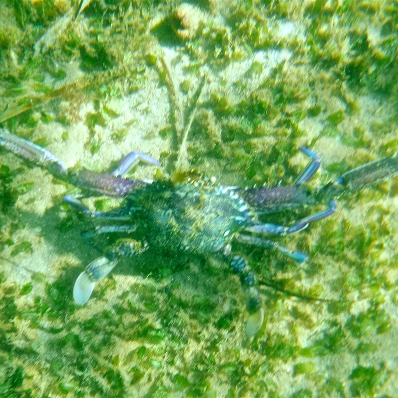 Portunus pelagicus