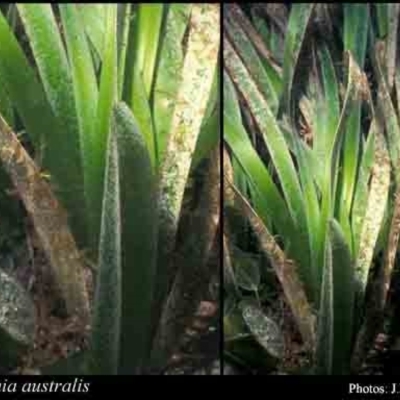 Posidonia australis