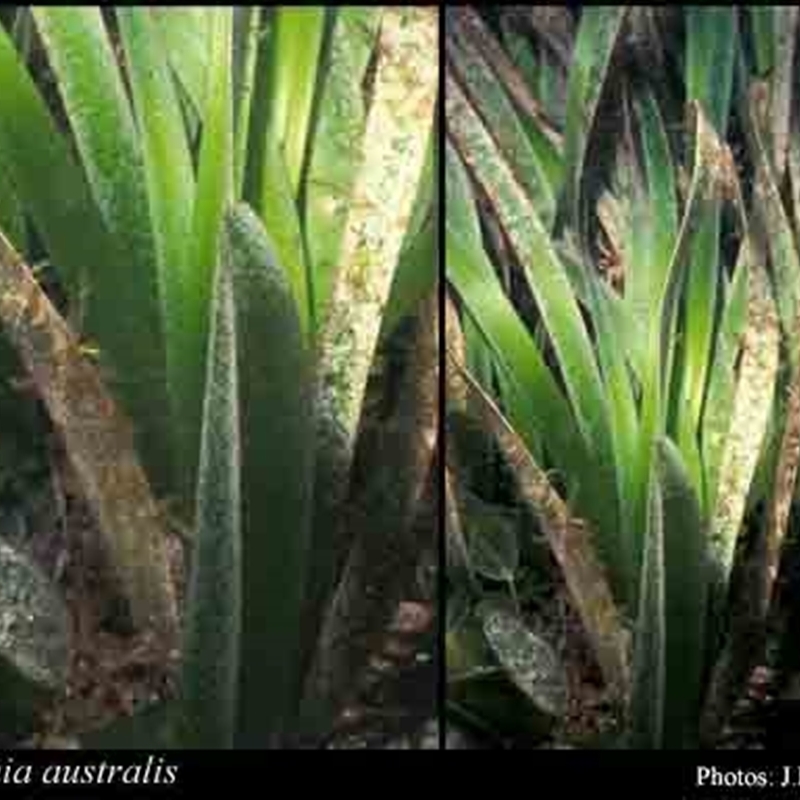 Posidonia australis