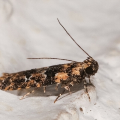 Ardozyga hilara (A Gelechioid moth) - NatureMapr Australia