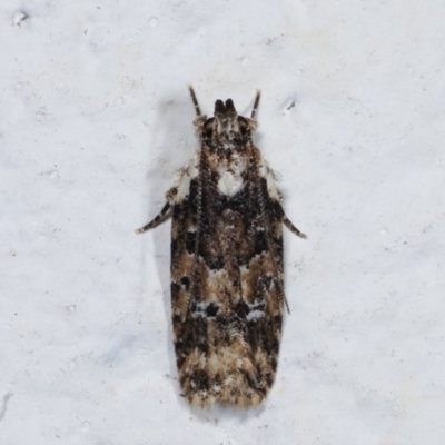 Ardozyga hilara (A Gelechioid moth) - NatureMapr Australia