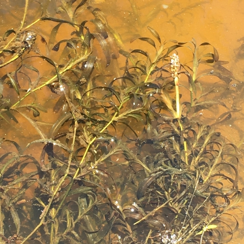 Potamogeton ochreatus