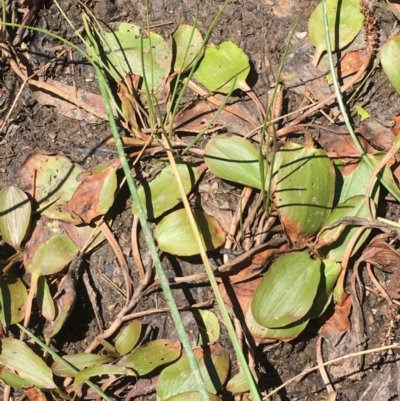 Potamogeton sp (cheesemanii or sulcatus)