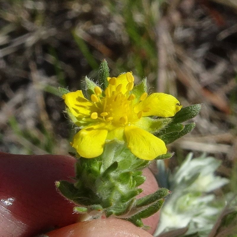 Potentilla argentea