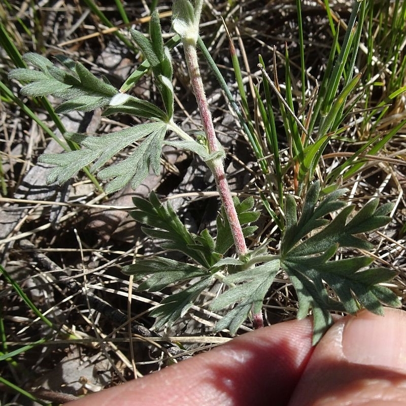 Potentilla argentea