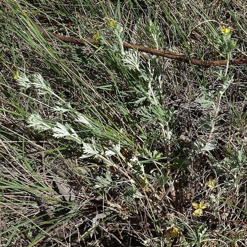 Potentilla argentea