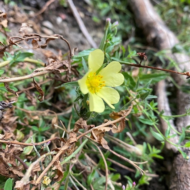 Potentilla recta