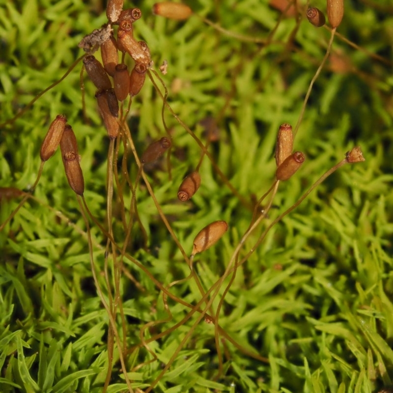 Pottiaceae (family)