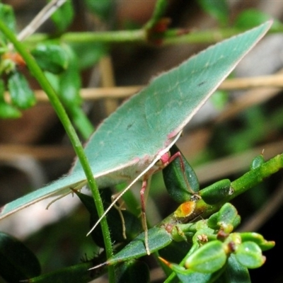 Prasinocyma undescribed species MoV1