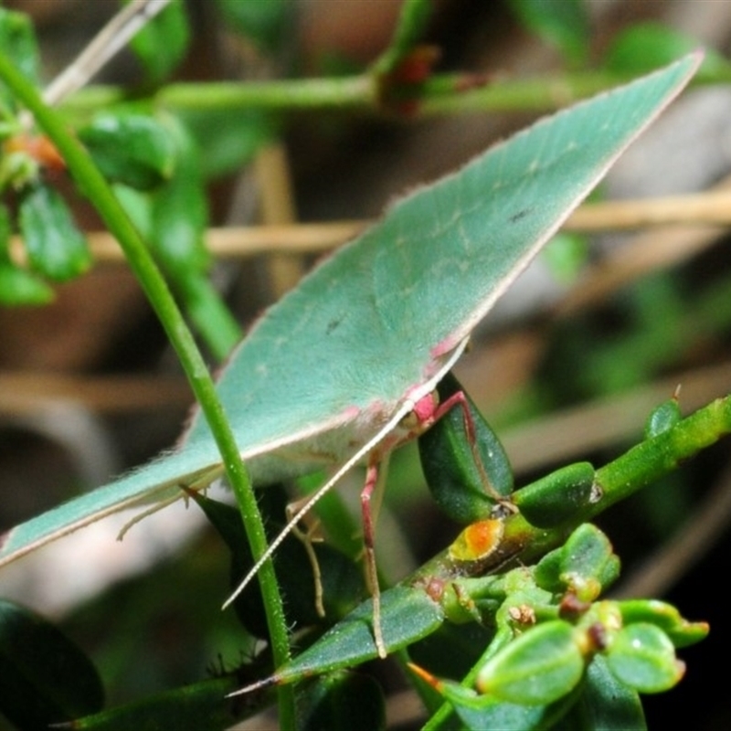 Prasinocyma undescribed species MoV1