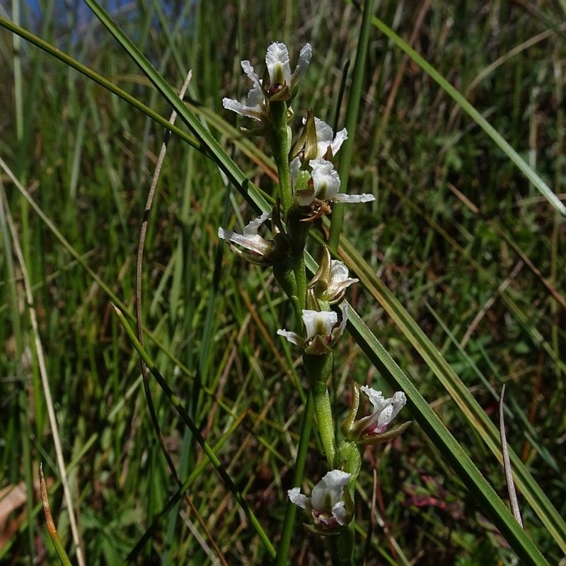 Prasophyllum sp. aff. odoratum