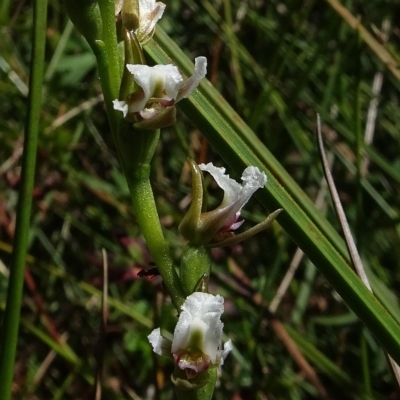 Prasophyllum sp. aff. odoratum