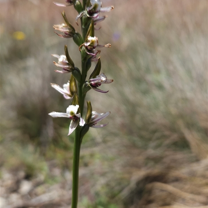 Paraprasophyllum alpestre