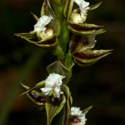 Prasophyllum australe