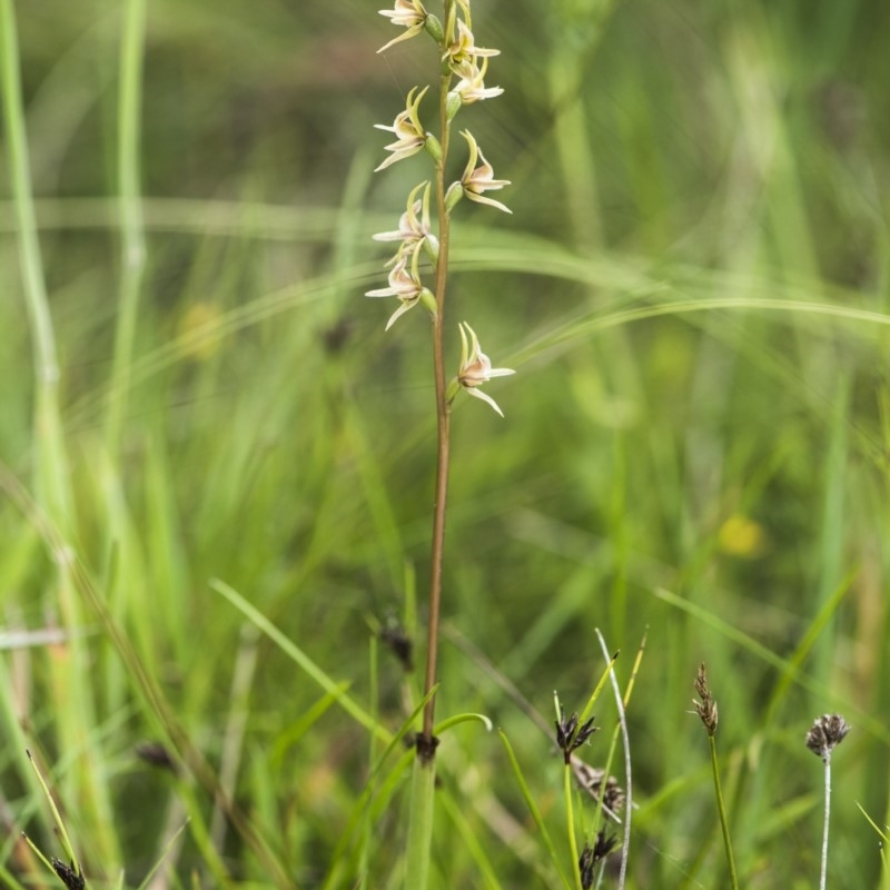 Paraprasophyllum canaliculatum