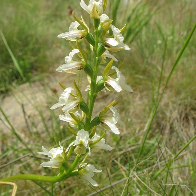 Paraprasophyllum candidum