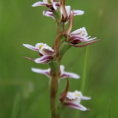 Prasophyllum caricetum