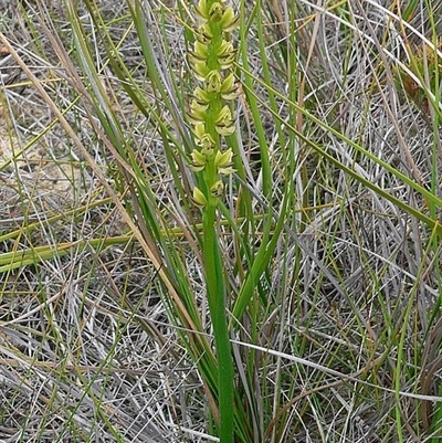 Prasophyllum elatum