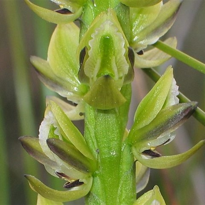 Prasophyllum elatum