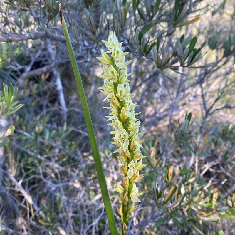 Prasophyllum elatum