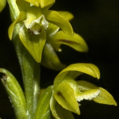 Prasophyllum flavum