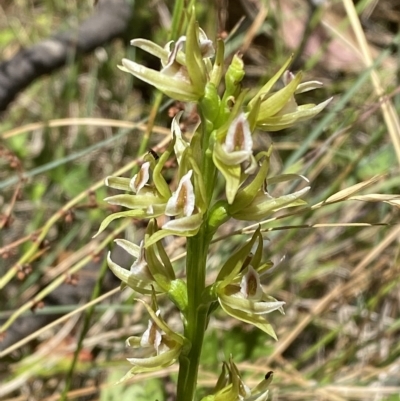 Prasophyllum montanum