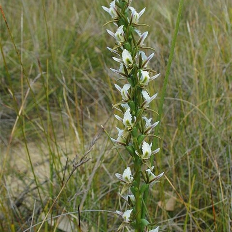 Prasophyllum odoratum species complex