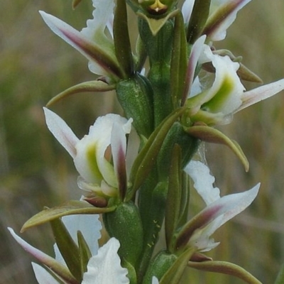 Prasophyllum odoratum species complex