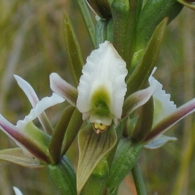 Prasophyllum odoratum species complex