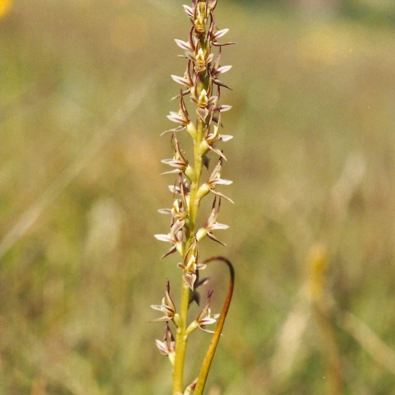 Paraprasophyllum petilum