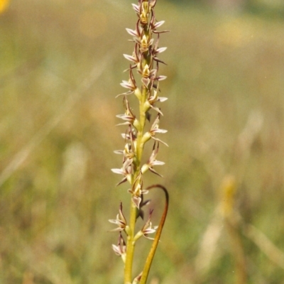 Prasophyllum petilum
