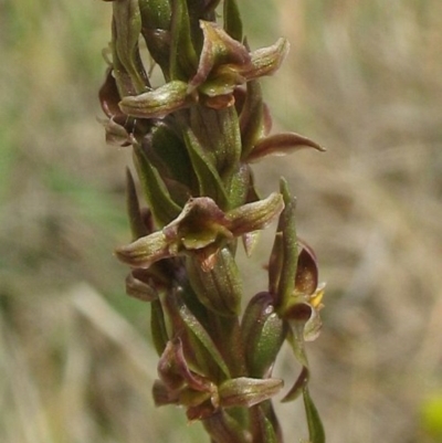 Prasophyllum retroflexum