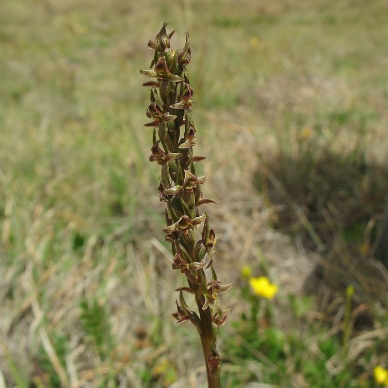 Prasophyllum retroflexum