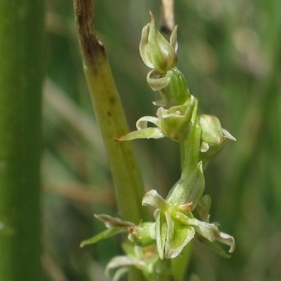 Prasophyllum retroflexum