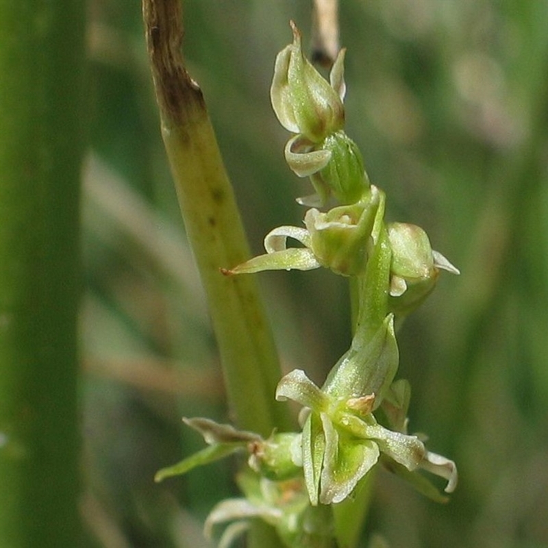 Prasophyllum retroflexum