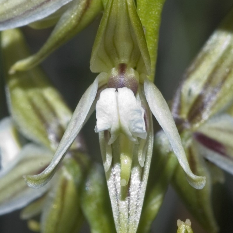 Corunastylis striata