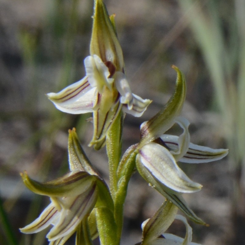 Corunastylis striata