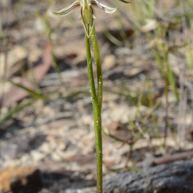 Corunastylis striata