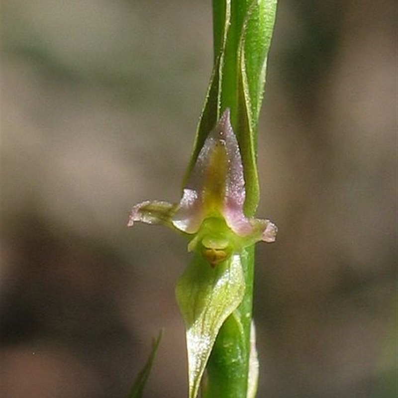 Prasophyllum sylvestre