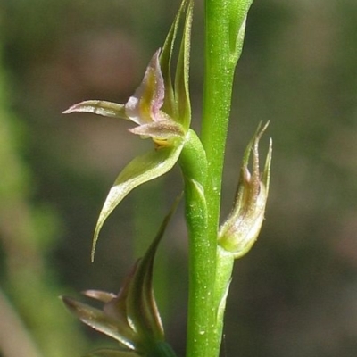 Prasophyllum sylvestre