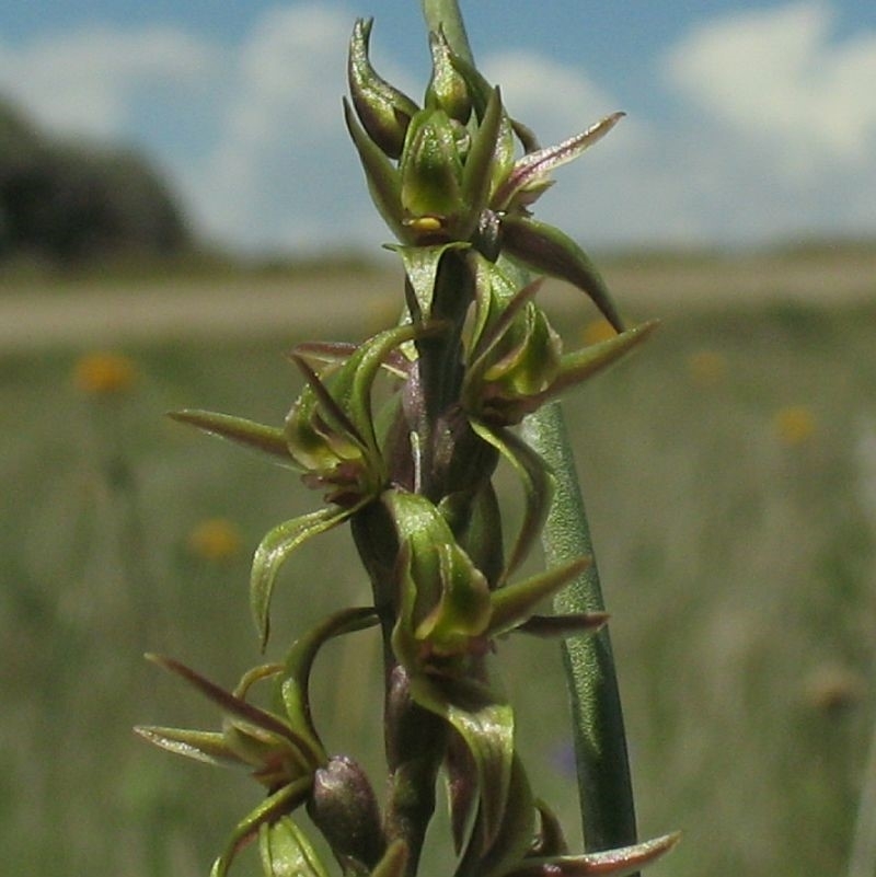 Paraprasophyllum tadgellianum