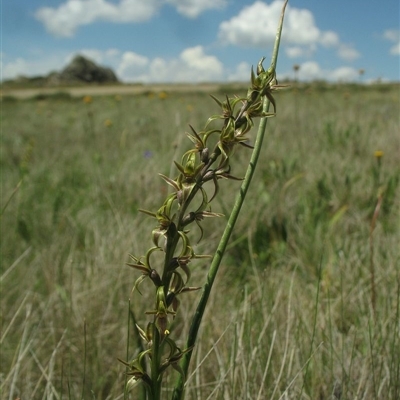 Prasophyllum tadgellianum