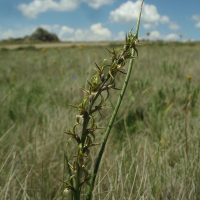 Prasophyllum tadgellianum